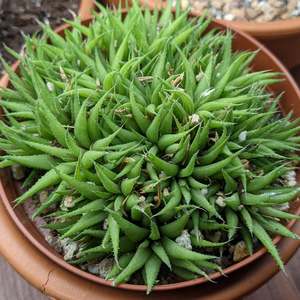 Spring Favourites: Haworthia Augustifolia