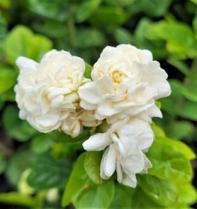 Arabian Jasmine 'Grand Duke of Tuscany' 2.5ltr
