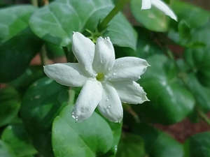 Edible Flowers: Arabian Jasmine | Jasminum 'Sambac' 2ltr