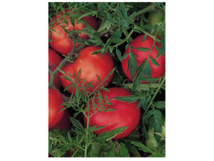Silvery Fir Tree Tomato (10 seeds)