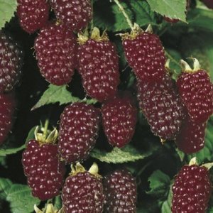 Loganberry 'Waimate'