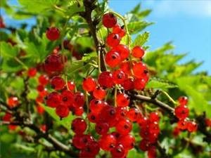 Berries: Red Currant