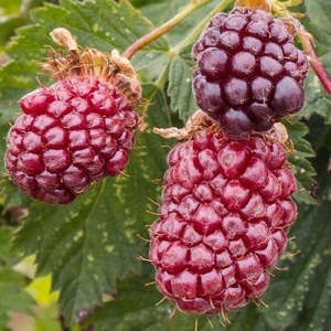 Berries: Boysenberry 'Tasman'