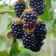 Berries: Boysenberry 'Thornless Jewel'