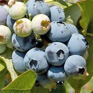 Blueberry 'Rahi'