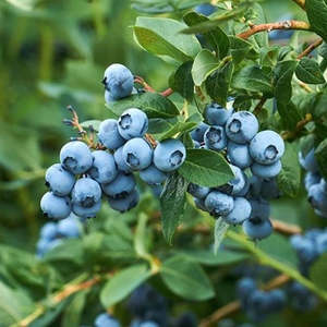 Berries: Blueberry 'Powder'
