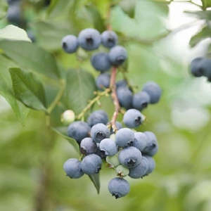 Berries: Blueberry 'Maru'