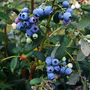 Berries: Blueberry 'Burst'