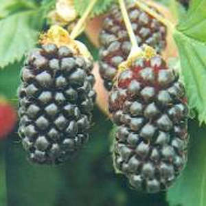 Berries: Berry Delight