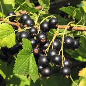 Berries: Blackcurrant 'Magnus'