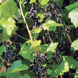 Blackcurrant 'Laxton Tinker'