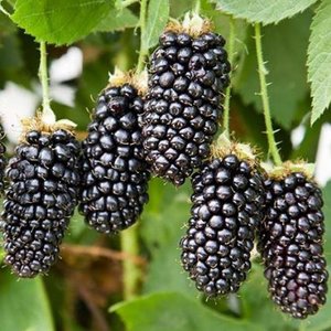 Blackberry 'Karaka Black'
