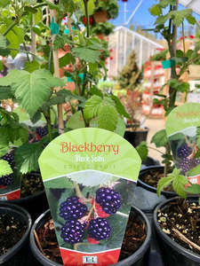Blackberry 'Black Satin'