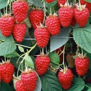 Berries: Raspberry 'Tulameen'