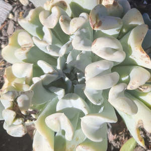 All Plants: Echeveria Runyonii | Topsy Turvy