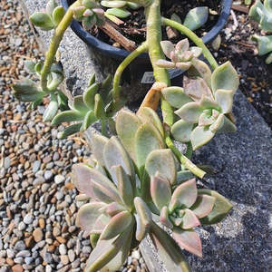 All Plants: Graptopetalum Paraguayense | Ghost Plant