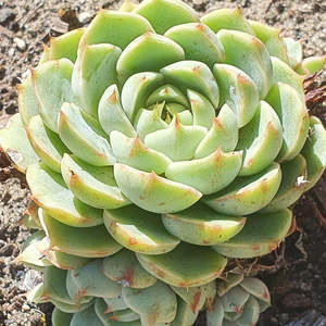 All Plants: Echeveria Kircheriana