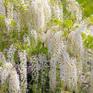 Hanging Climber: Wisteria 'White Silky' | Shiro-Kapitan 3.3ltr