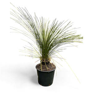 Memeleaf: Xanthorrhoea glauca - Blue Australian Grass Tree / 30L