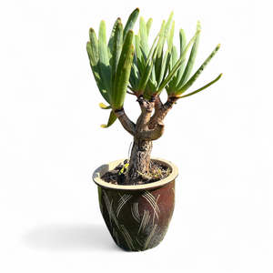 Memeleaf: Fan Aloe (Aloe plicatilis) / 25L