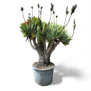 Memeleaf: Fan Aloe (Aloe plicatilis) / X Large 70L