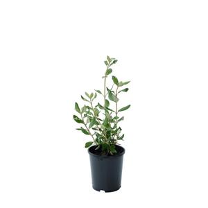 Hedging: Olearia traversii 1ltr