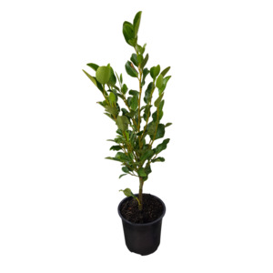 Hedging: Griselinia littoralis 'Broadway Mint' 1ltr