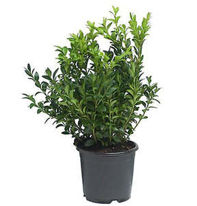 Buxus sempervirens 'English Box' 1ltr