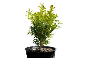 Buxus microphylla 'Koreana' 1ltr