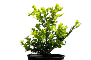 Hedging: Buxus 'Green Gem' 1ltr