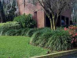 Grasses: Liriope 'Evergreen Giant' 2ltr