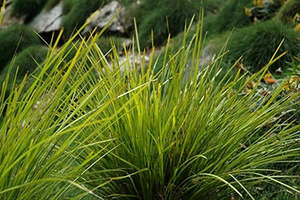 Lomandra 'Lime Tuff' 1ltr | Tray of 20 @ $10.99 Each
