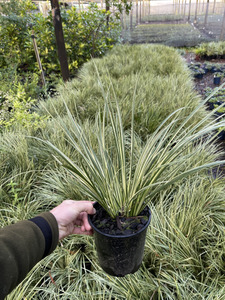 Grasses: Acorus gramineus variegatus 'Japanese Sweet Flag'