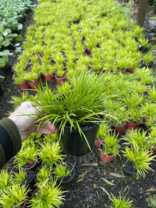 Acorus gramineus 'Mini Gold' 2ltr