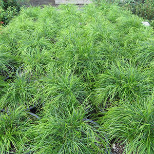 Acorus gramineus 'Mini Green' 2ltr