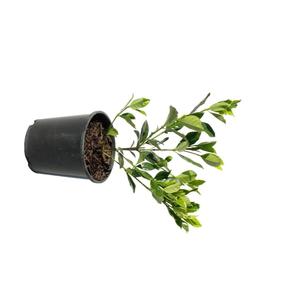 Gardenia 'Veitchii' 2ltr