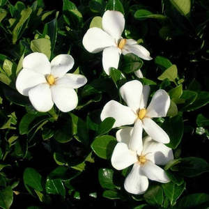Gardenia 'Fragrant Star' 1ltr