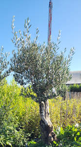 Trees: Big, Old Olive Tree 'Bucket Stump' 200ltr