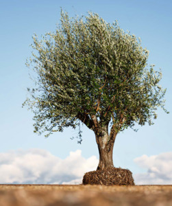 Trees: Big, Old Olive Tree 'XXL' 2000ltr