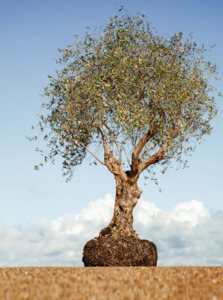 Trees: Big, Old Olive Tree 'XL' 1000ltr