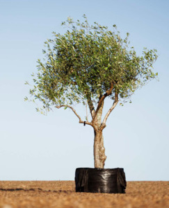 Big, Old Olive Tree 'Express' 400ltr