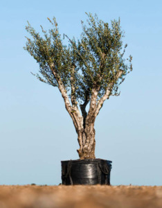 Trees: Big, Old Olive Tree 'Premium' 400ltr