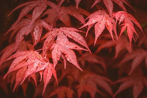 Acer palmatum 'Red Emperor' 30ltr