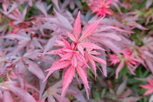 Trees: Acer palmatum 'Shaina' 30ltr