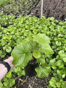 Groundcover: Ligularia 'Rukuhia Beauty' 2ltr