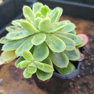 Echeverria: Echeveria Prolifica