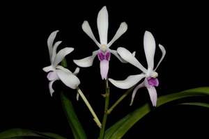 Vanda: Vanda falcata x Vanda luzonica