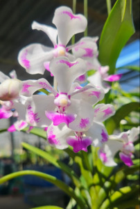 Vanda: Vanda luzonica