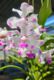 Vanda luzonica