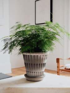 'Pantheon' Pot & Saucer